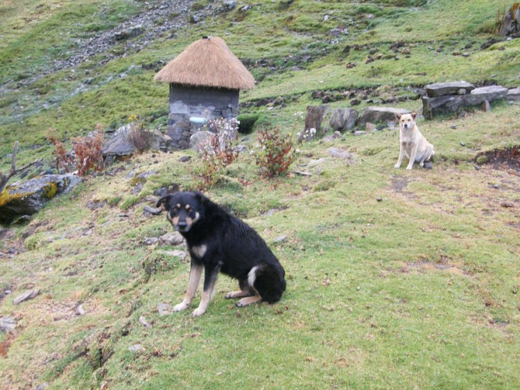 Aqui acampamos en Yanama