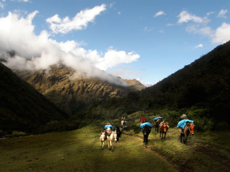 Recua de mulas que dan servicio a turistas, principalmente de MLP