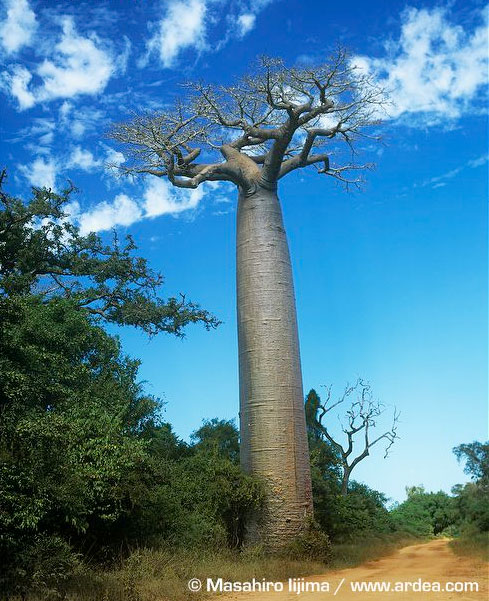 baobabweb